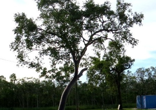 Widow Makers - the danger of gum tree branches falling