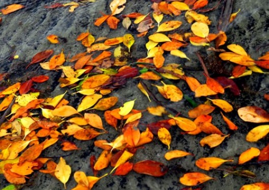 Lise Meitner – why did this brilliant physicist NOT win the 1944 Nobel prize?