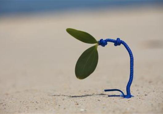 Catholics to show support for child abuse survivors through Blue Knot Day