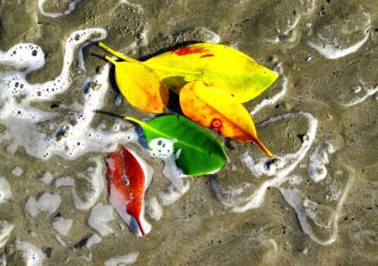 The Letter Writer – strange as it may seem, it's coming back little by little...