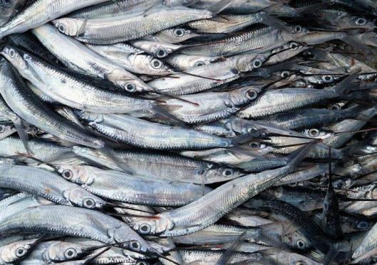 The wonder of the flying fish