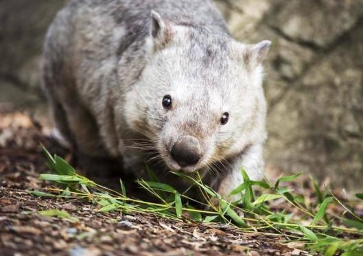 Wombat shooting farm