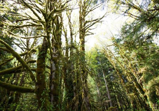 Overcoming Peter Pan Syndrome