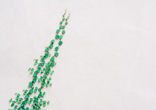 Learn from the creeping vine