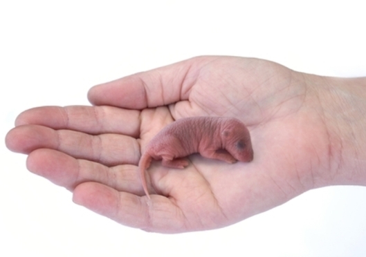 In the palm of his hand