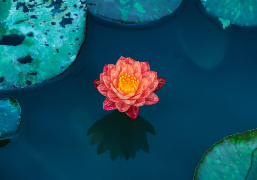 Discipleship from the grave