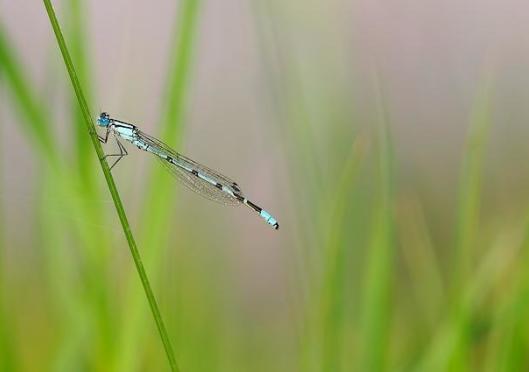 There are many Dave’s in the world.