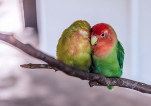 Bird power!