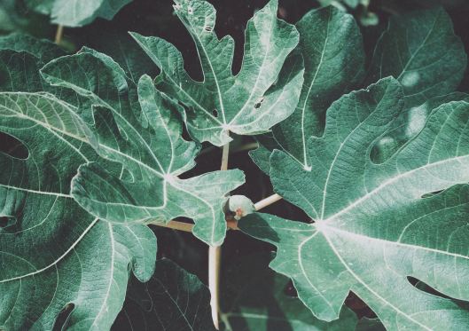 Israel: the sign of the fig tree