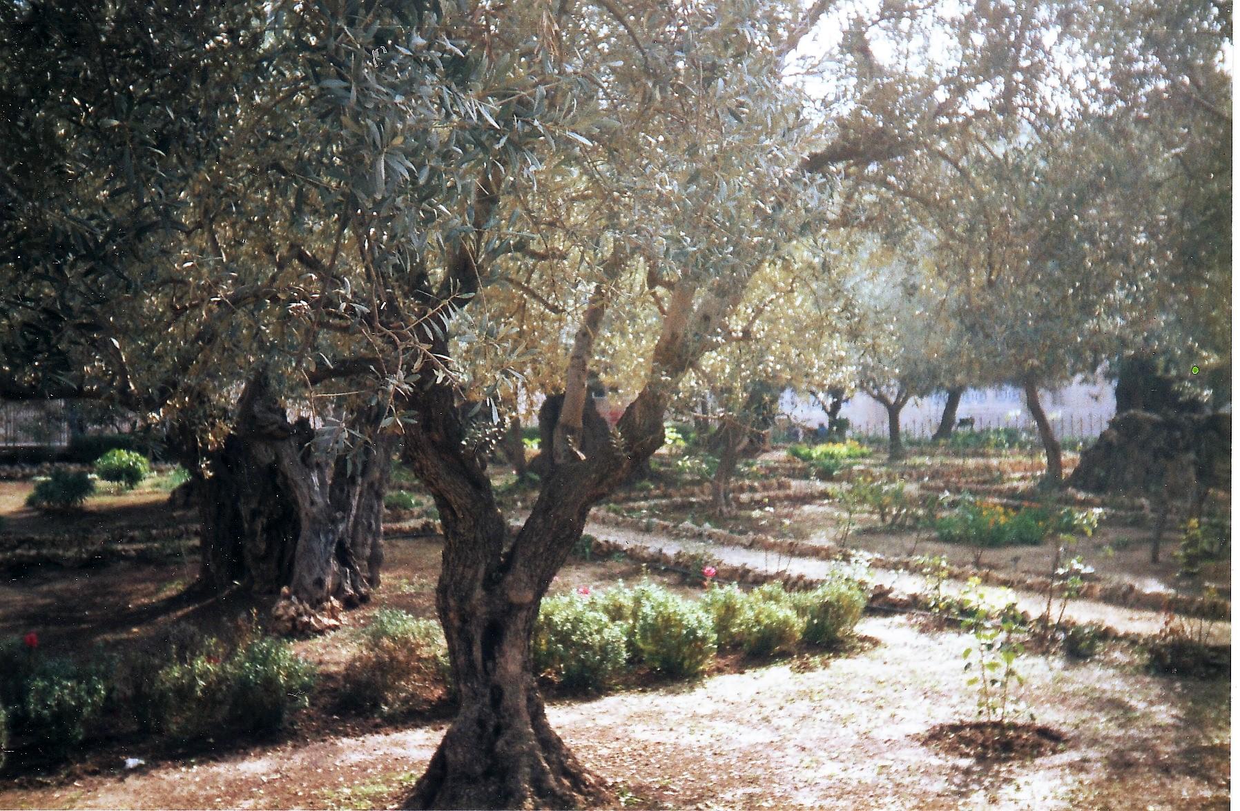 a-highly-significant-symbol-is-the-olive-tree-christiantoday-australia