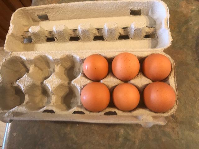 The science of the egg | ChristianToday Australia