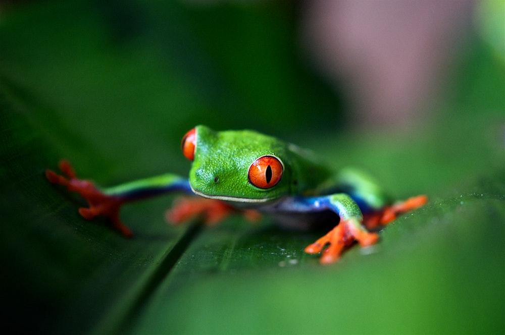 The Myth Of The Frog In Boiling Water ChristianToday Australia   26785 