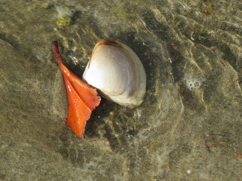 Photo   -  Beach alive is a good illustration of political leaders ‘when speaking of the future’