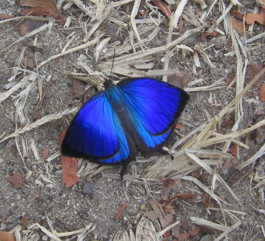 Photo   -  Beautiful butterfly is a good illustration of political leaders ‘on a good day’